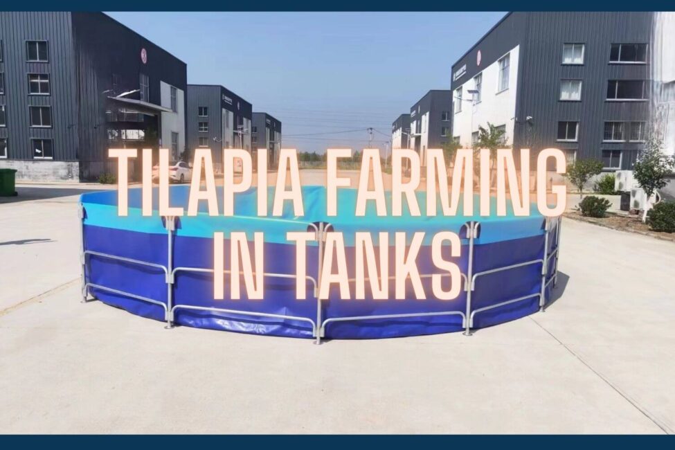 blog-tilapia farming in tanks tilapia farming in tanks-collapsible fish farming tanks